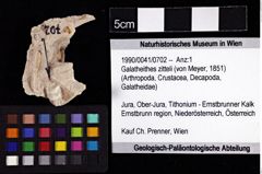 Foto (Objket + Etiketten) von Galatheithes zitteli (von Meyer, 1851) 